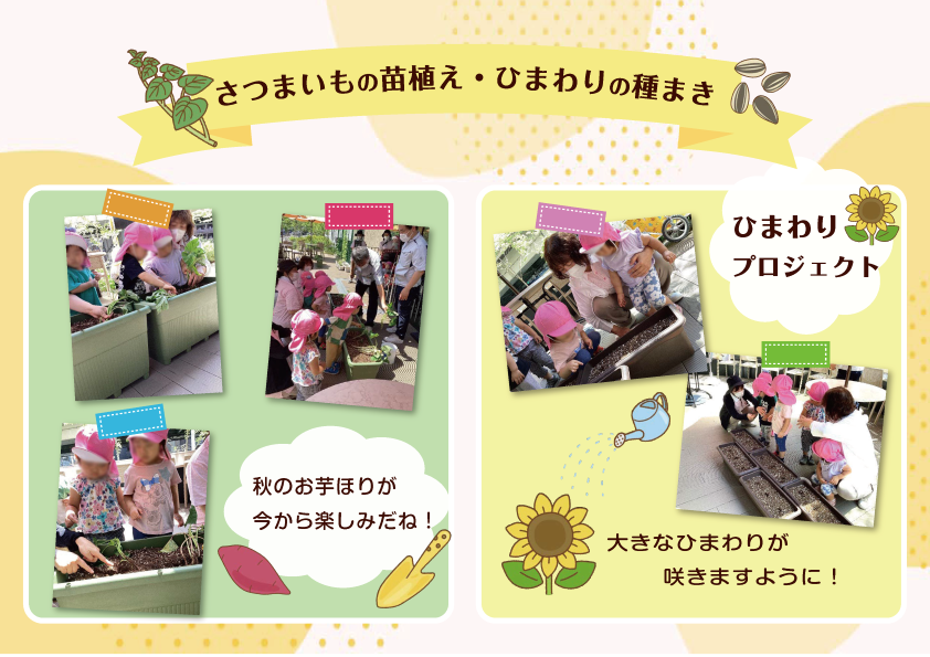 お芋の苗植えとひまわりの種まき